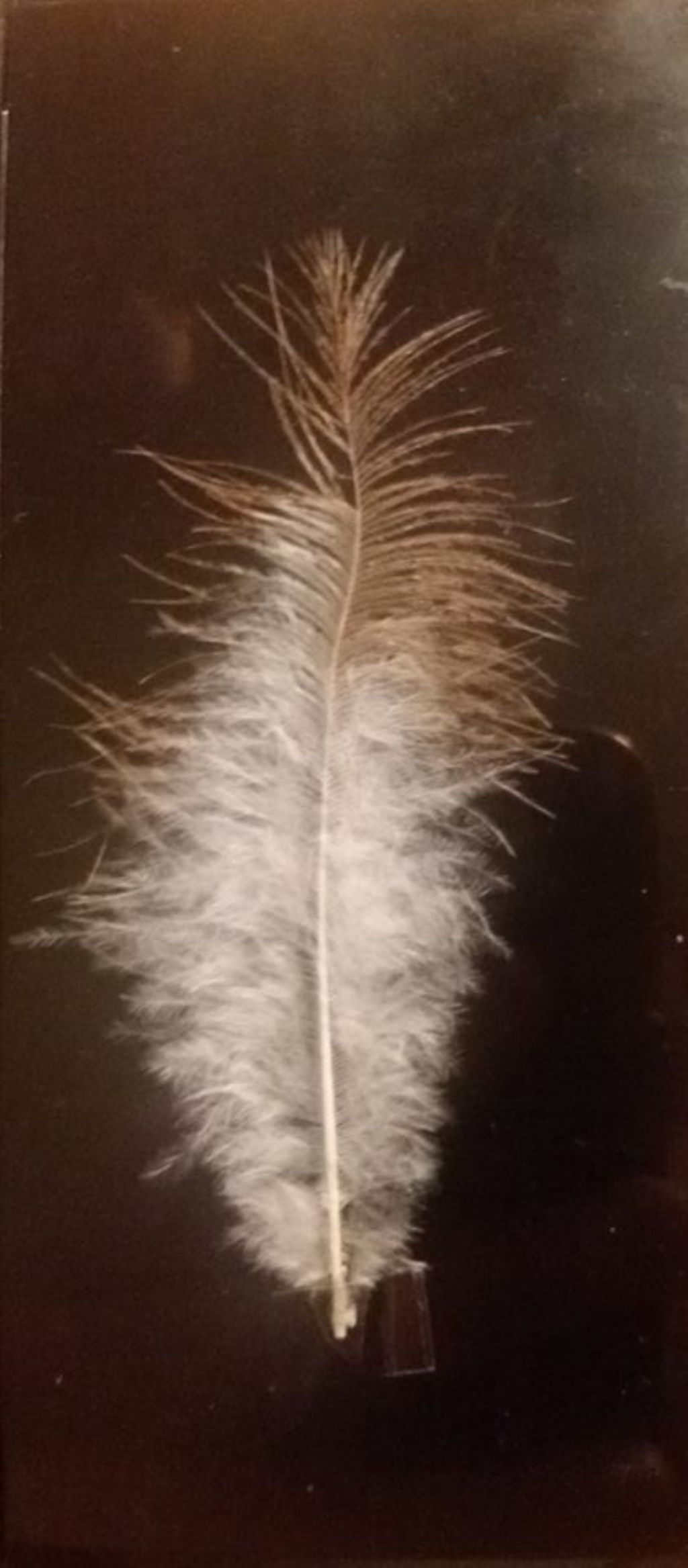 questa piuma di cosa � ?